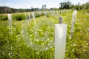 Aboretum in the nature, growth shelters for microclimate and tree protection photo