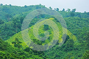 Aboriginal farmer of Bangladesh cultivated crops traditional way on top of mountain in Sajek, Bangladesh