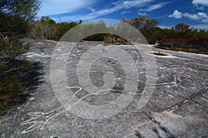 Aboriginal rock engraving. Ku-ring-gai Chase National Park. New South Wales. Australia