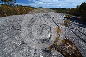 Aboriginal rock engraving. Ku-ring-gai Chase National Park. New South Wales. Australia