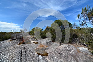 Aboriginal rock engraving. Ku-ring-gai Chase National Park. New South Wales. Australia