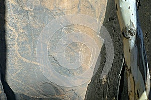 Aboriginal rock engravings, Flinders Ranges National Park, South Australia, Australia