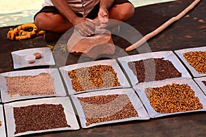 Aboriginal woman milling seeds in a traditional way. Northern Territory. Australia