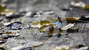 Abounded picnic table in forest