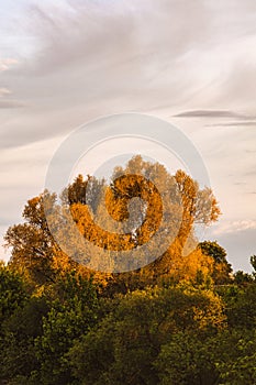 Above the barely lit tree tops, a poplar stands illuminated by the rays of the setting sun