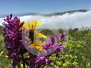 Above the clouds in Trabzon Sultan Murat Plateau