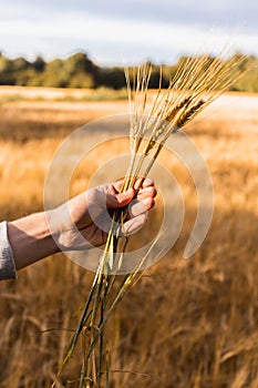 Above the field a man`s hand holds a bunch of rye ears