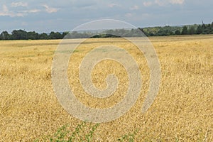 Above the field of ripe yellow wheat the sky with white flats. landscape