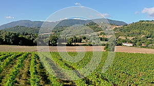 Above green and well-groomed vineyard, drone view. Growing grapes for making the highest quality homemade wine. Country landscape