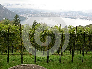 Above Lugano vineyards photo