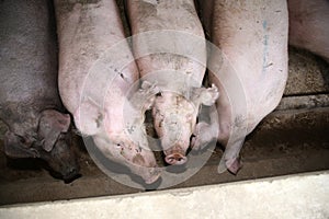 Above photo of mighty pig sows in the barn