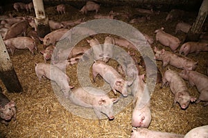 Above photo of mighty pig sows in the barn