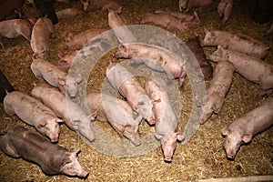 Above photo of mighty pig sows in the barn