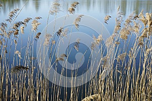 Above the Plavno lake in the Berezinsky nature reserve. Reeds on the background of the reflection of the sky in the water.