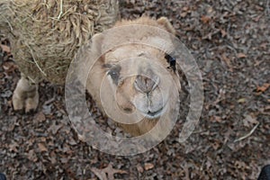 Above shot of a Camel