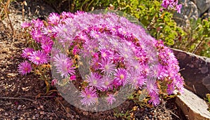 Above shot of purple drosanthemum floribundum succulent plants growing outside in their natural habitat. Nature has many