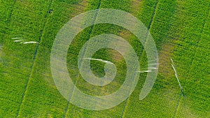 Aerial view on high pressure agricultural water sprinkler, sprayer, sending out jets of water to irrigate corn farm crops