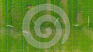 Aerial view on high pressure agricultural water sprinkler, sprayer, sending out jets of water to irrigate corn farm crops