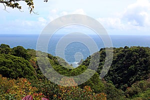 Above the trees of a rainforest looking out to the Pacific Ocean in Haiku, Maui, Hawaii