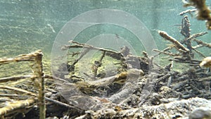 Above and underwater video of a stream with flowing water and algae on the branches