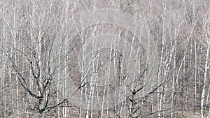 Above view of bare black oak tree in birch forest in spring