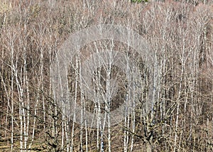 Above view of bare trees in forest on March day