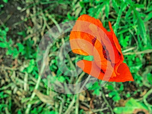 The above view of the beutiful red poppy flower in the grass, summer background. photo