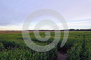 An above view of a green corn maze during dusk with the path visible looking down, in Spruce Grove, Edmonton, Alberta photo