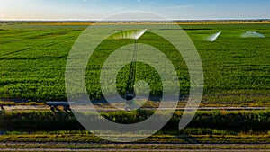 Aerial view on high pressure agricultural water sprinkler, sprayer, sending out jets of water to irrigate corn farm crops