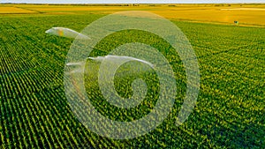 Aerial view on high pressure agricultural water sprinkler, sprayer, sending out jets of water to irrigate corn farm crops