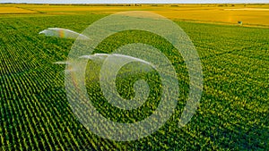 Aerial view on high pressure agricultural water sprinkler, sprayer, sending out jets of water to irrigate corn farm crops