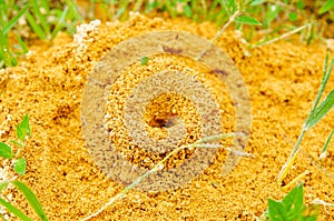 Above view of large anthill of red ants Formica rufa in the grass, in the grove on the edge of the forest