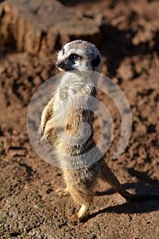 Above view of Meerkat Suricata suricatta standing.