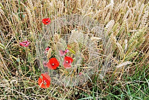 Above view of red weed