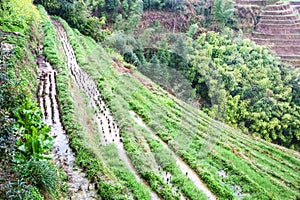 above view of rice beds on terraced slope
