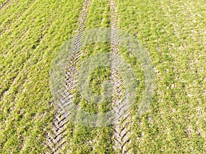 Aerial view of tractor tracks in a crop field.