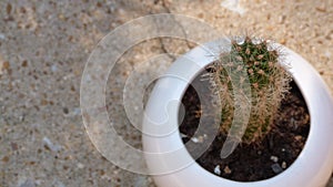 Small Cactus in a White Pot