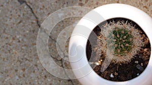 Small Cactus in a White Pot