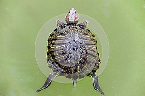 Above view of a small turtle in green waters