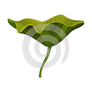 Above Water Lotus Leaf with Stem Isolated on White Background Vector Illustration