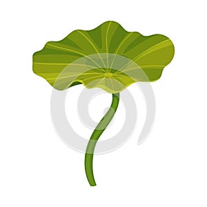 Above Water Lotus Leaf with Stem Isolated on White Background Vector Illustration