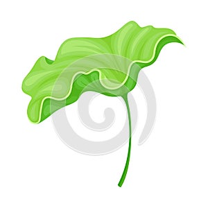 Above Water Lotus Leaf with Stem Isolated on White Background Vector Illustration