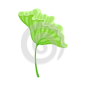 Above Water Lotus Leaf with Stem Isolated on White Background Vector Illustration