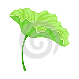 Above Water Lotus Leaf with Stem Isolated on White Background Vector Illustration