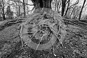 Aboveground roots of old ancient beech