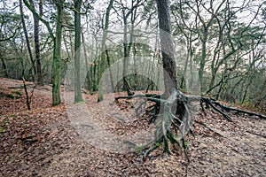 Aboveground roots of a Scots pine tree