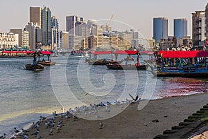 Abra water taxis and seagulls collect together on the Dubai Creek in the UAE