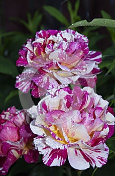An Abracadabra rose beauty