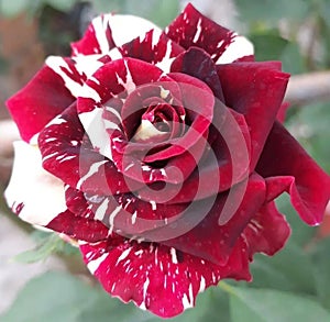 Abracadabra Rose