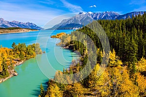 Abraham Lake with turquoise water